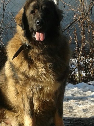 David de Mindilica ->1an si 4luni; David de Mindilica ->1an si 4luni
