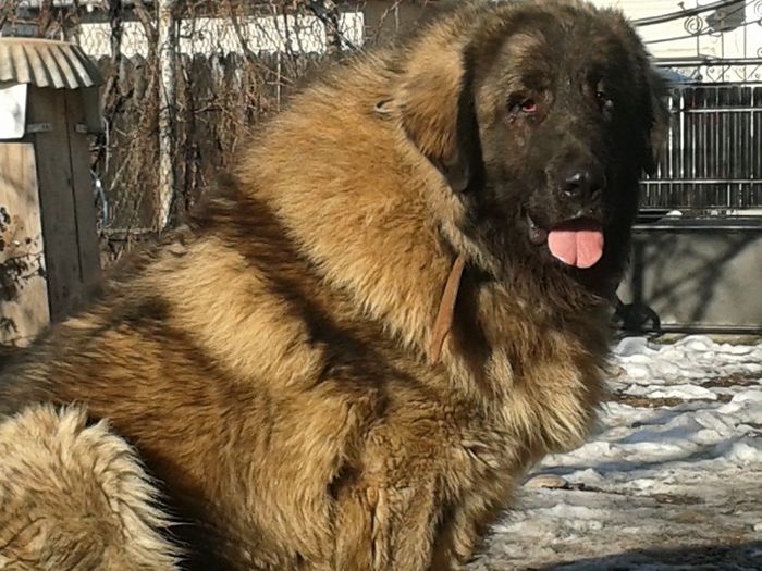 David de Mindilica ->1an si 4luni; David de Mindilica ->1an si 4luni
