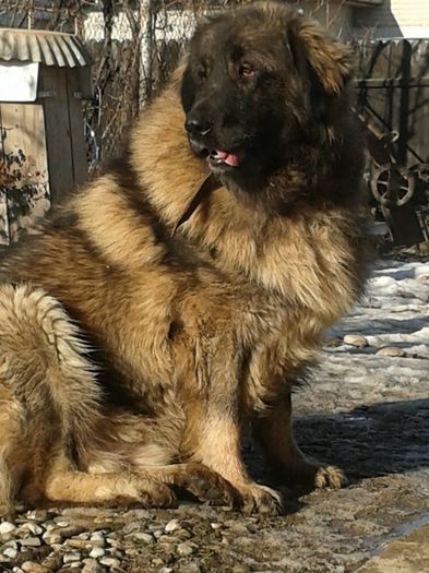 David de Mindilica ->1an si 4luni; David de Mindilica ->1an si 4luni
