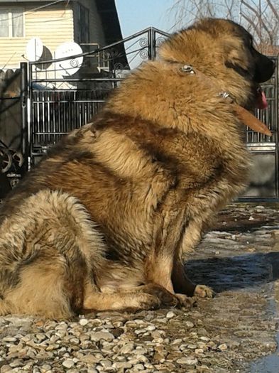 David de Mindilica ->1an si 4luni; David de Mindilica ->1an si 4luni
