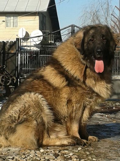 David de Mindilica ->1an si 4luni; David de Mindilica ->1an si 4luni
