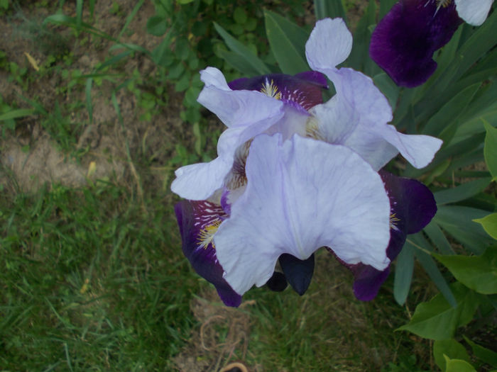 DSCN0882; iris parfumat
