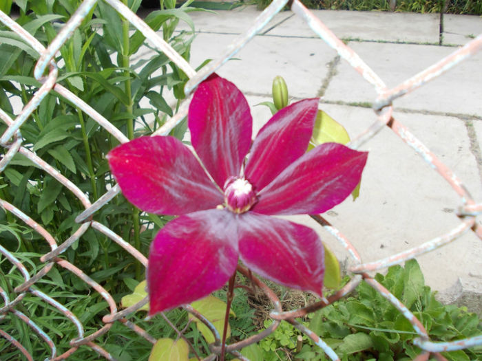 DSCN0884; clematis wasterplates de la yurta
