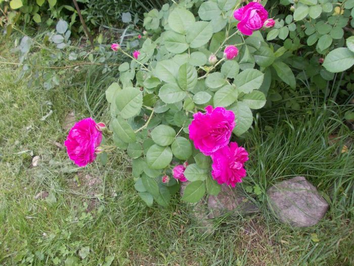 DSCN0887; trandafir f. vechi adus din gradina strabunicii, eu il folosesc pt dulceata si ceai fiind foarte parfumat
