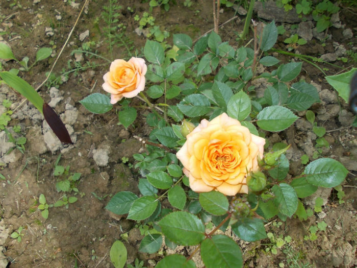 DSCN0891; un trandafiras inmultit din crenguta
