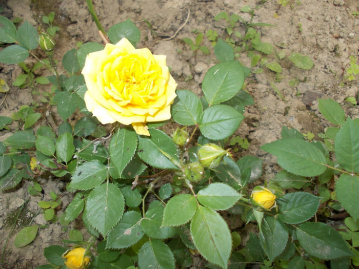 DSCN0892; alt trandafir nascut din butas
