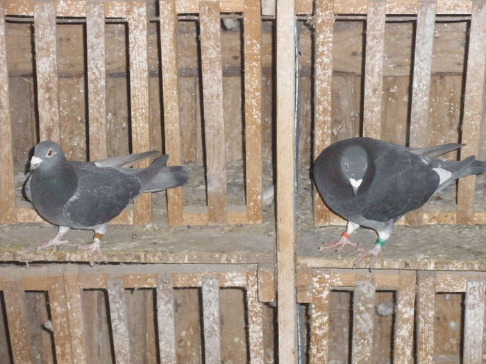 fem 2006 m 2011 - de vanzare 300 lei; vanhasten X Marc Roosens
