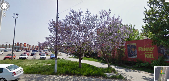 Paulownia Inflorit Bucuresti - Paulownia Bucuresti