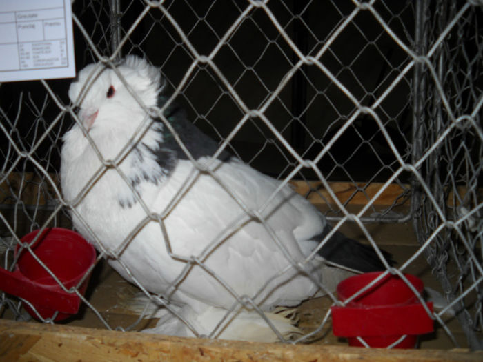 Picture 244