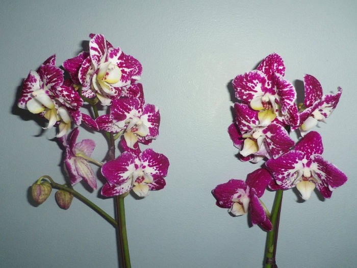 05 feb. 2013 - 2013 Orhidee