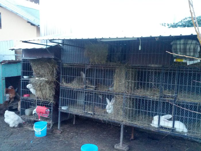 IMG_20130123_170815; mini ferma...
