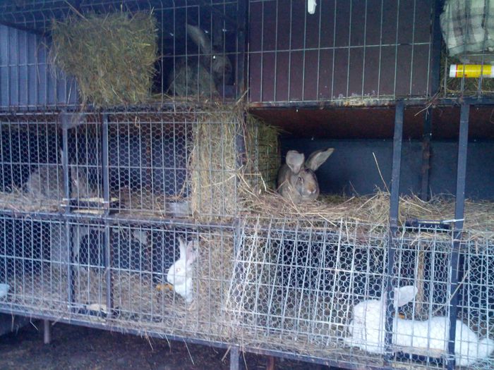 IMG_20130123_170633; Iepurasi mei
