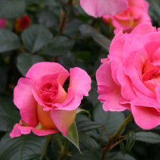 pink-paradise - 3-trandafiri din care am o parte iar restul mi-i doresc