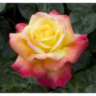 pullman-orient-express-meilland-garden-roses - 3-trandafiri din care am o parte iar restul mi-i doresc