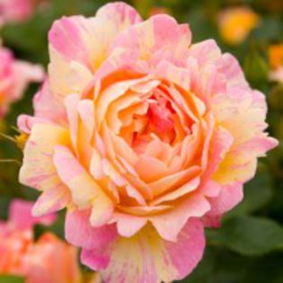 rose-des-cisterciens - 3-trandafiri din care am o parte iar restul mi-i doresc