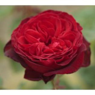 royal-garden-meilland-garden-rose - 3-trandafiri din care am o parte iar restul mi-i doresc