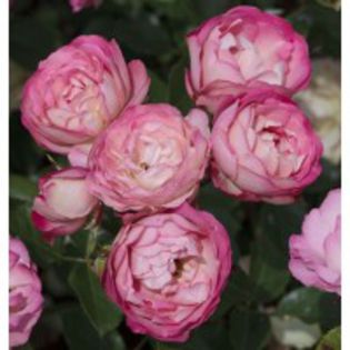 acropolis-trandafir-gradina-meilland