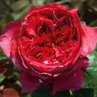 alain-souchon-trandafir-gradina-meilland - 3-trandafiri din care am o parte iar restul mi-i doresc