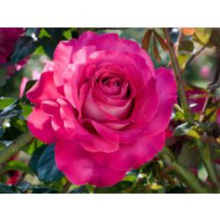 baronne-de-rothschild-garden-rose