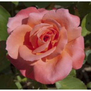 catherine-deneuve-meilland-garden-rose