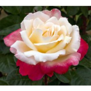 laetitia-casta-meilland-garden-roses