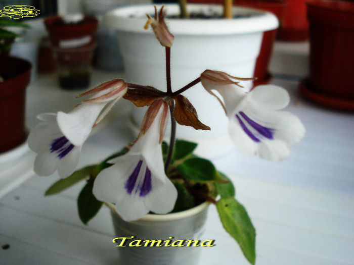 Tamiana (6-02-2013) - Chirite-Primuline
