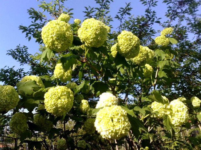 viburnum 15 lei epuizat