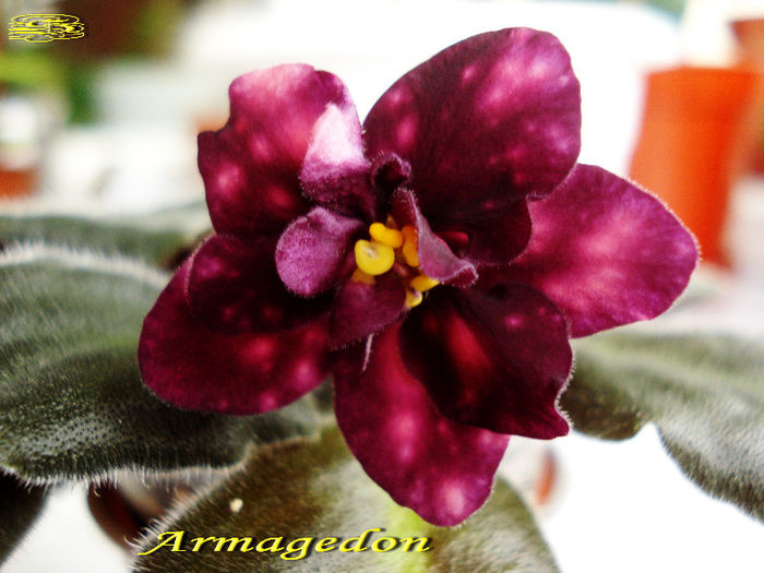 Armageddon (6-02-2013) - Violete 2013