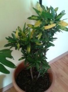 2012-11-27 14.19.52; croton..

