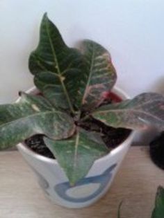 2013-02-05 15.03.22; tot pui croton...disp. schimb.
