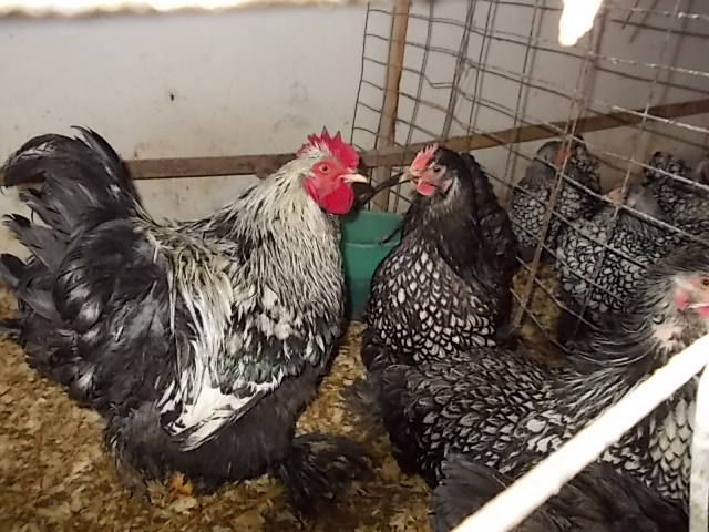 Picture 017; cochinchina argintiu
