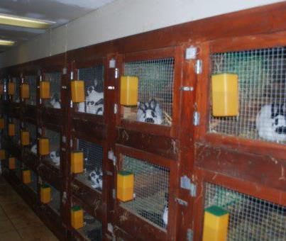 custi 2 2013 - MODELE DE CUSTI pentru iepuri