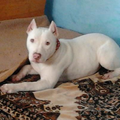 k3 - pit-bull kira