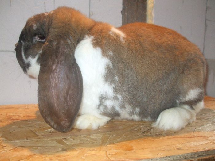 DSCF6793 - Mascul 1 thuringen cu mantie