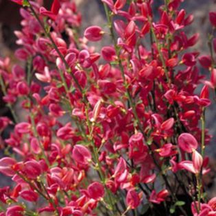 Cytisus-praecox-Hollandia- 15 lei