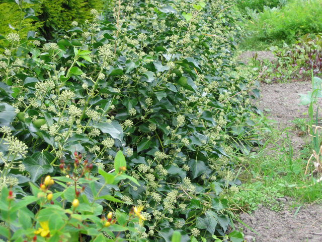 hedera-helix-arborescens- 15 - ARBUSTI DE VANZARE 2