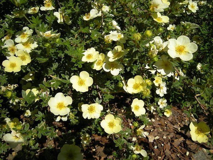 Potentilla frut Primrose Beauty 20 - ARBUSTI DE VANZARE 2