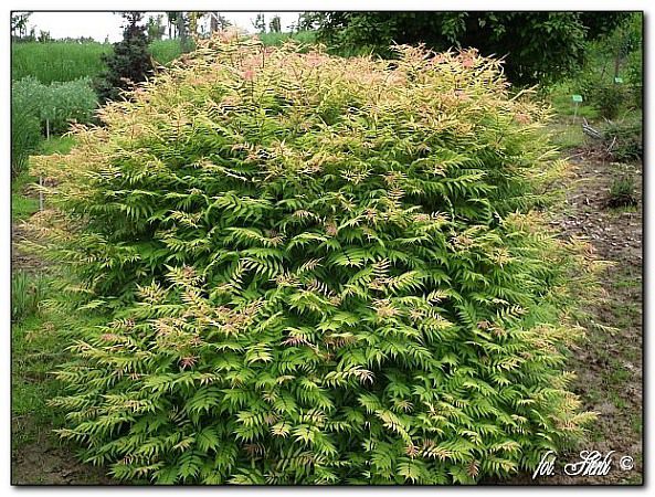 Sorbaria_sorbifolia_Sem 25 - ARBUSTI DE VANZARE 2