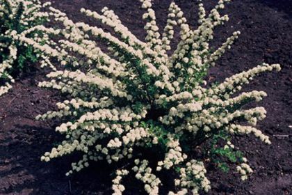 spiraea_nipponica_june_bride. 20 - ARBUSTI DE VANZARE 2