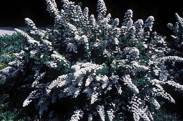 spirea Snowmound.20 - ARBUSTI DE VANZARE 2