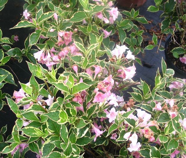 Weigela-Nana-Variegata 20