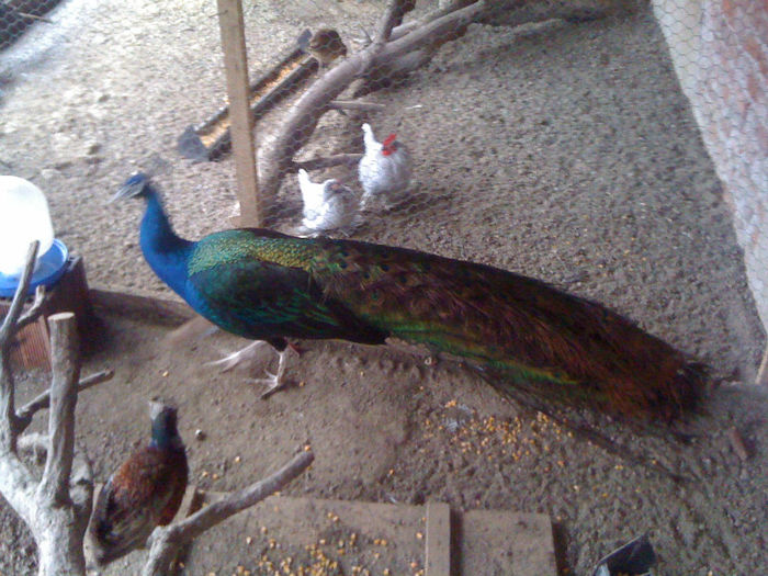 IMG_0283; 3 ANI UMERI NEGRI
