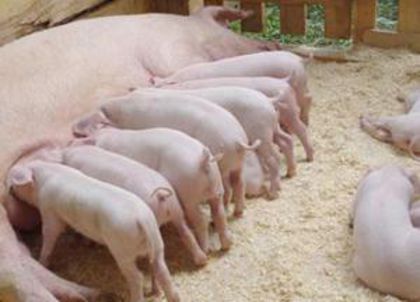 imagine-articol_14628