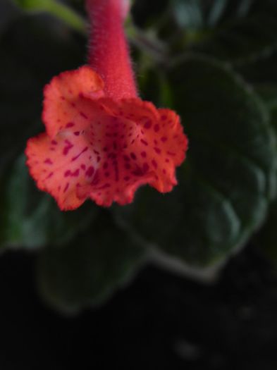 Amigo - Sinningia