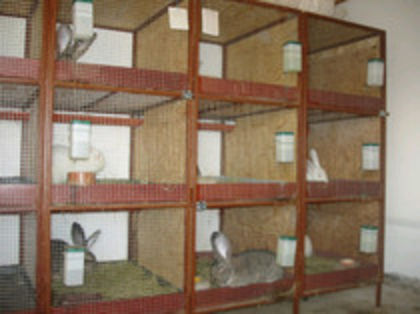 4 - modele de custi pentru iepuri