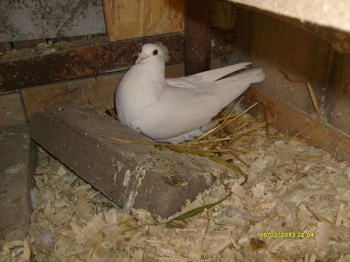 per 2 - Nu sunt de rasa dar imi plac foarte mult porumbei albi