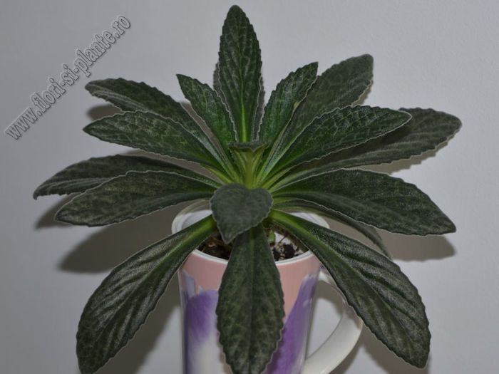 Primulina (Chirita) Stardust