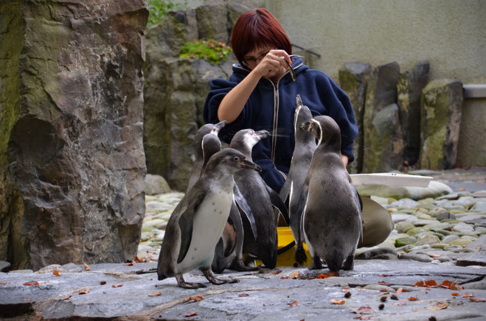 pinguini la masa - Zoo Praga