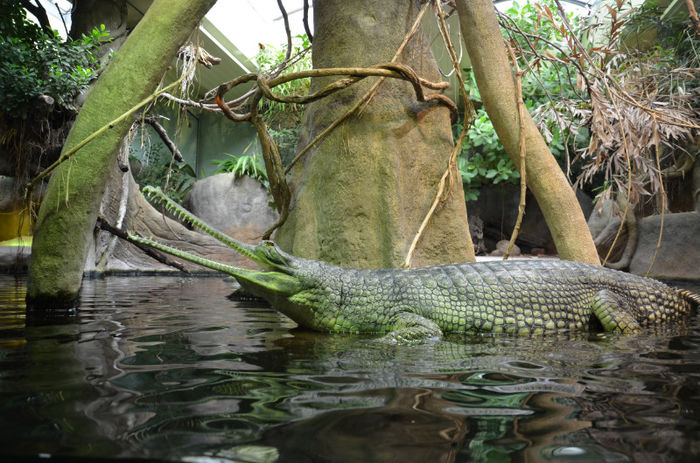 croco - Zoo Praga