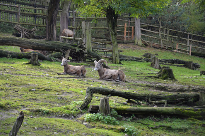 DSC_2436 - Zoo Praga